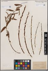 Foto von Salix fragilis L.